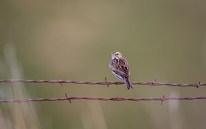 Preview wallpaper bunting, bird, wire, blur