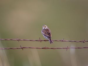 Preview wallpaper bunting, bird, wire, blur