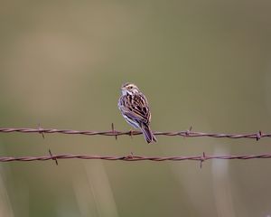 Preview wallpaper bunting, bird, wire, blur