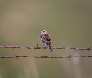 Preview wallpaper bunting, bird, wire, blur