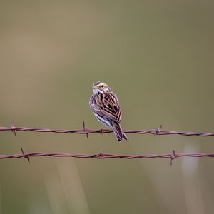 Preview wallpaper bunting, bird, wire, blur