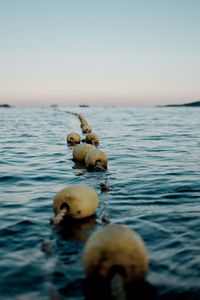 Preview wallpaper buoys, water, horizon, sea