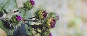 Preview wallpaper burdock, arctium, flowers, thorns, blur