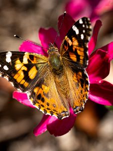 Preview wallpaper burdock, butterfly, flower, macro