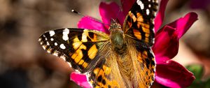 Preview wallpaper burdock, butterfly, flower, macro