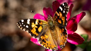 Preview wallpaper burdock, butterfly, flower, macro