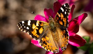 Preview wallpaper burdock, butterfly, flower, macro