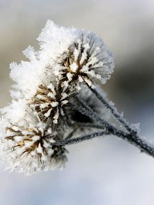 Preview wallpaper burdock, prickles, snow, hoarfrost, winter, frost