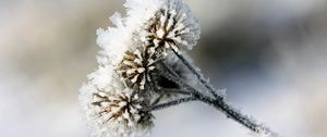 Preview wallpaper burdock, prickles, snow, hoarfrost, winter, frost