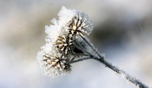 Preview wallpaper burdock, prickles, snow, hoarfrost, winter, frost