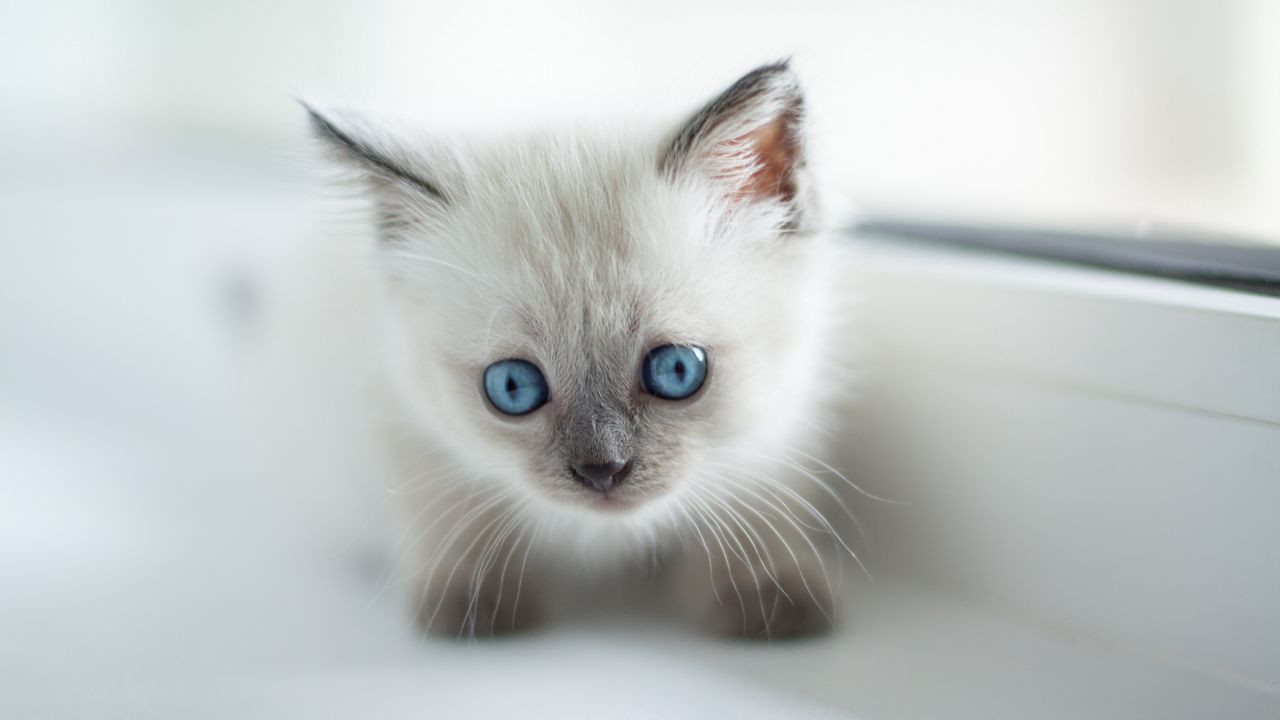 Wallpaper burmese cat, kitten, cute, pet, glance