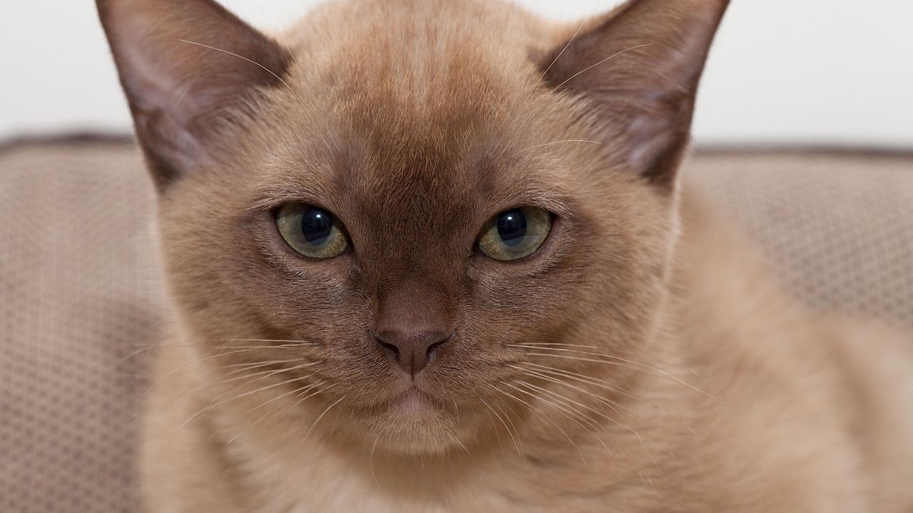 Wallpaper burmese cat, kitten, face, eyes