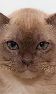 Preview wallpaper burmese cat, kitten, face, eyes