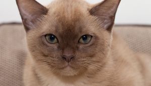 Preview wallpaper burmese cat, kitten, face, eyes