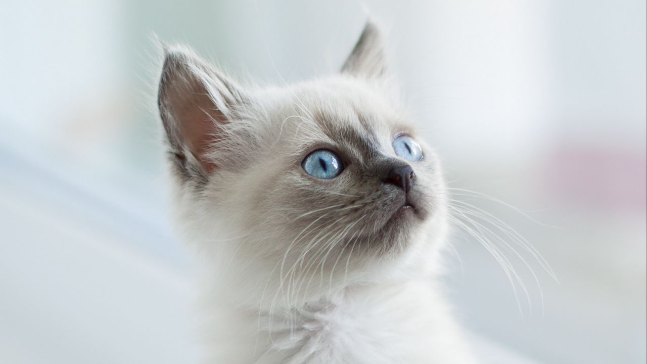 Wallpaper burmese cat, kitten, glance, pet