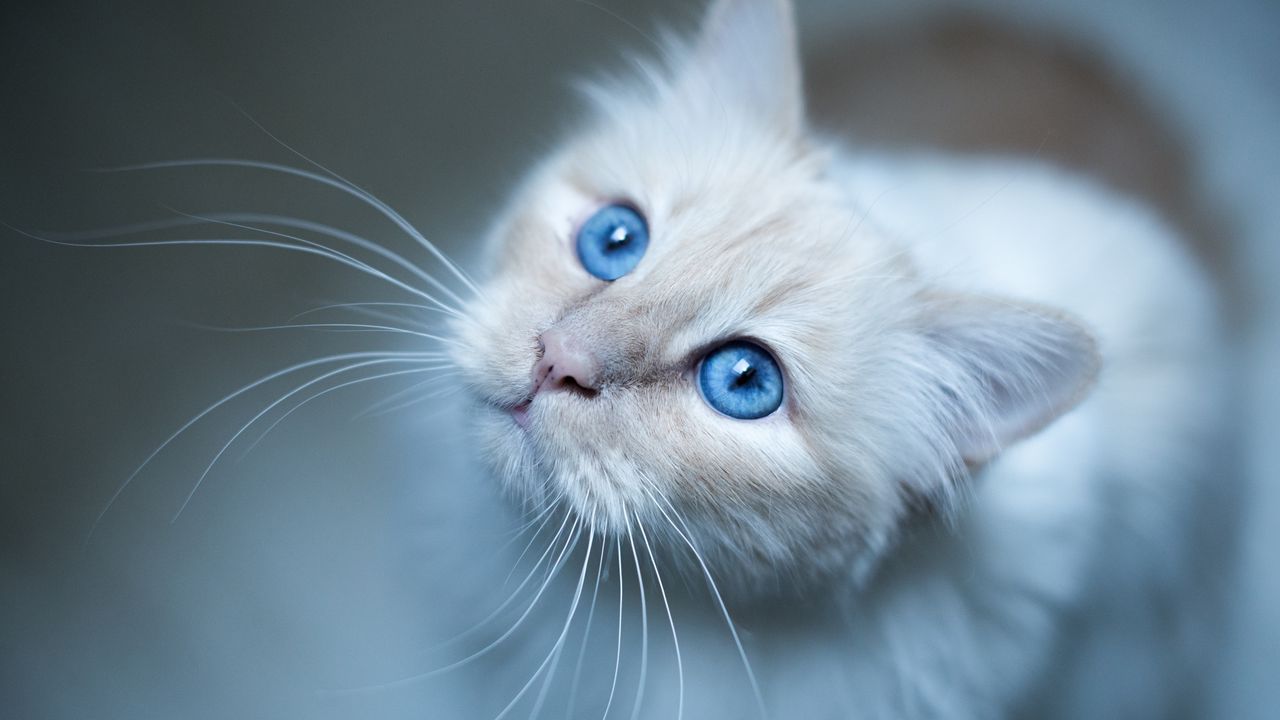 Wallpaper burmese cat, muzzle, blue