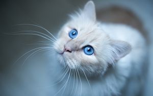 Preview wallpaper burmese cat, muzzle, blue
