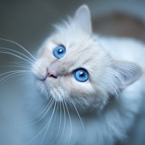 Preview wallpaper burmese cat, muzzle, blue