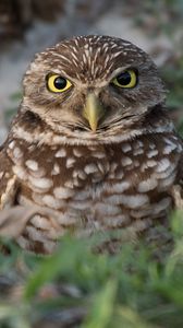 Preview wallpaper burrowing ow, owl, bird, wildlife