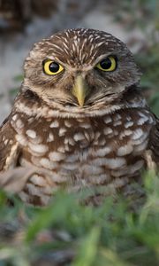 Preview wallpaper burrowing ow, owl, bird, wildlife