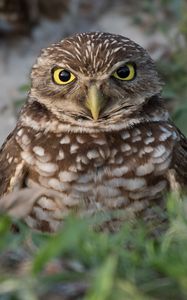 Preview wallpaper burrowing ow, owl, bird, wildlife