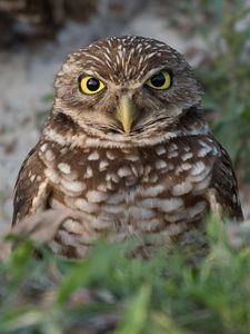 Preview wallpaper burrowing ow, owl, bird, wildlife