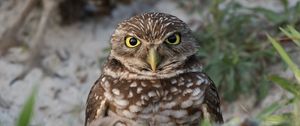 Preview wallpaper burrowing ow, owl, bird, wildlife