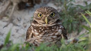 Preview wallpaper burrowing ow, owl, bird, wildlife