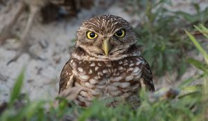 Preview wallpaper burrowing ow, owl, bird, wildlife