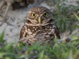 Preview wallpaper burrowing ow, owl, bird, wildlife