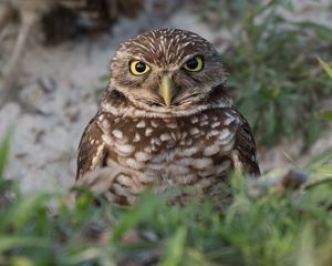 Preview wallpaper burrowing ow, owl, bird, wildlife