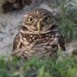 Preview wallpaper burrowing ow, owl, bird, wildlife