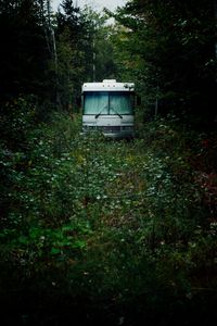 Preview wallpaper bus, white, forest, nature