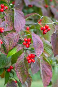 Preview wallpaper bush, berries, leaves, autumn, macro