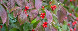 Preview wallpaper bush, berries, leaves, autumn, macro