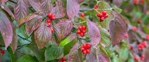 Preview wallpaper bush, berries, leaves, autumn, macro