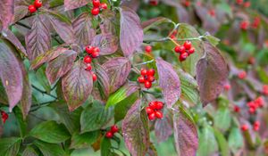 Preview wallpaper bush, berries, leaves, autumn, macro