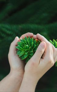 Preview wallpaper bush, branch, hands