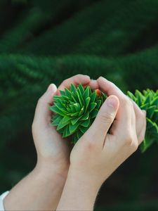 Preview wallpaper bush, branch, hands