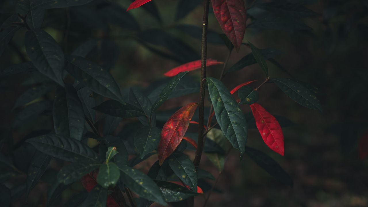 Wallpaper bush, branch, leaves, autumn