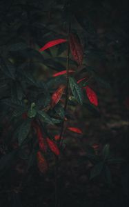 Preview wallpaper bush, branch, leaves, autumn