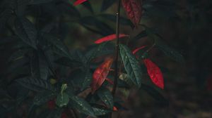 Preview wallpaper bush, branch, leaves, autumn
