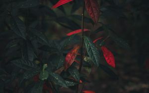 Preview wallpaper bush, branch, leaves, autumn