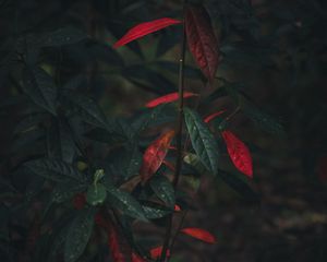 Preview wallpaper bush, branch, leaves, autumn