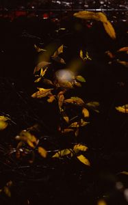 Preview wallpaper bush, branches, leaves, plant, dark
