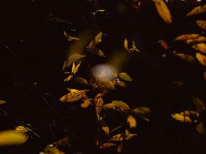 Preview wallpaper bush, branches, leaves, plant, dark