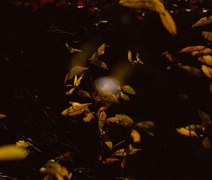 Preview wallpaper bush, branches, leaves, plant, dark