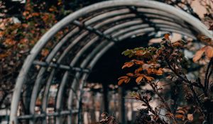 Preview wallpaper bush, branches, leaves, dry, autumn