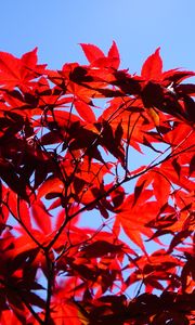 Preview wallpaper bush, branches, leaves, red, macro