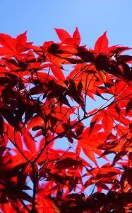 Preview wallpaper bush, branches, leaves, red, macro